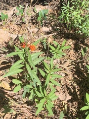 Asclepias curassavica