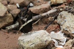 Siproeta epaphus trayja