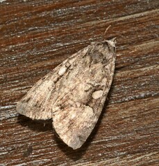 Anaplectoides pressus