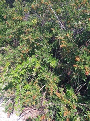 Searsia laevigata