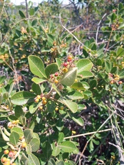 Searsia laevigata
