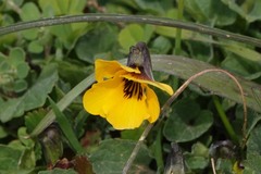 Viola pedunculata