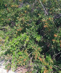 Searsia laevigata