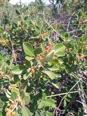 Searsia laevigata