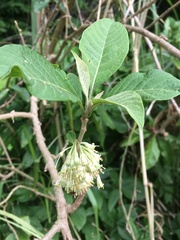 Iochroma arborescens