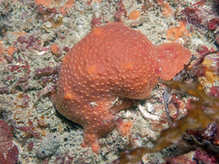 Alcyonium