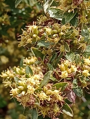 Baccharis microdonta