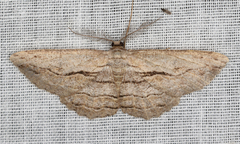 Scioglyptis loxographa