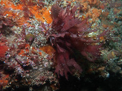 Metacallophyllis laciniata