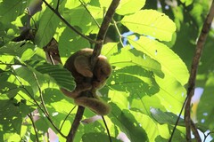 Cyclopes dorsalis