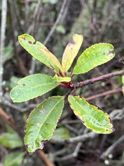 Stigmella heteromelis