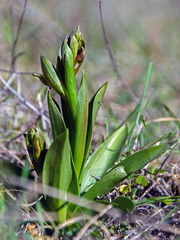 Anacamptis collina