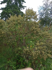 Baccharis microdonta