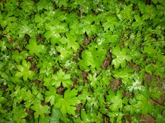 Hydrophyllum canadense