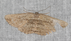 Scioglyptis loxographa