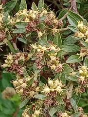 Baccharis microdonta