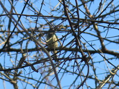 Lophophanes cristatus