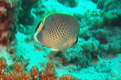 Chaetodon guttatissimus