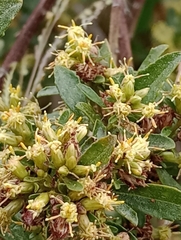 Baccharis microdonta