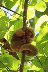 Cyclopes dorsalis