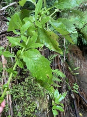 Senecio rufiglandulosus