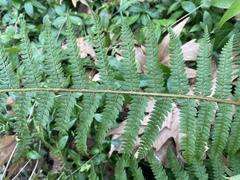 Polystichum