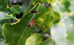 Diactor bilineatus
