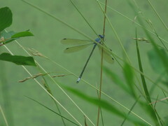 Lestes eurinus