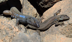 Gallotia galloti galloti