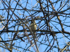 Lophophanes cristatus