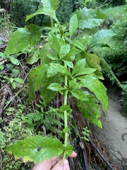 Senecio rufiglandulosus