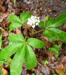Panax trifolius
