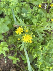 Senecio vernalis