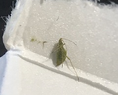 Macrosiphum rosae