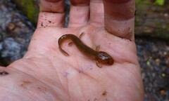 Pseudotriton ruber