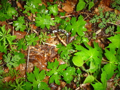 Hydrophyllum canadense