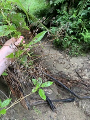 Senecio rufiglandulosus