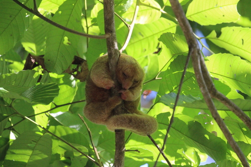 Central American Silky Anteater (Cyclopes dorsalis)