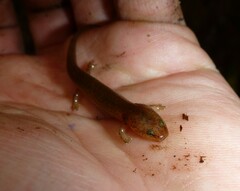 Pseudotriton ruber