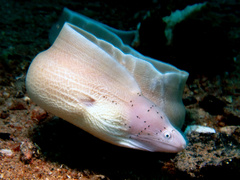Gymnothorax griseus