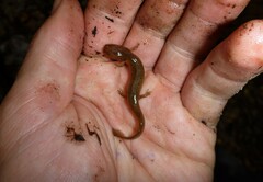 Pseudotriton ruber
