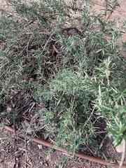 Salvia rosmarinus