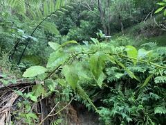 Senecio rufiglandulosus
