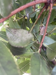 Bradypodion damaranum