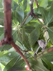 Bradypodion damaranum