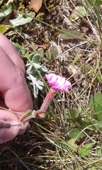 Silene littorea