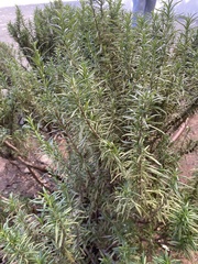 Salvia rosmarinus