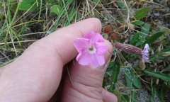 Silene littorea