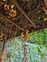 Thunbergia mysorensis