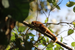 Cyclopes dorsalis